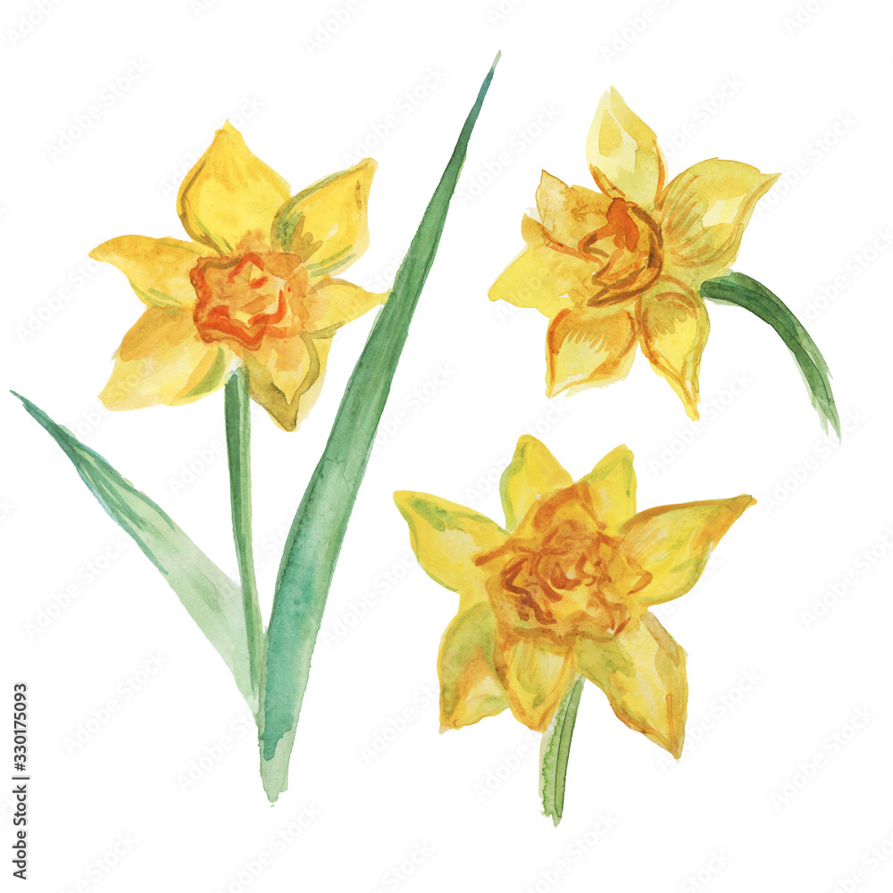 Watercolor set of yellow daffodils. Isolated on a white background 