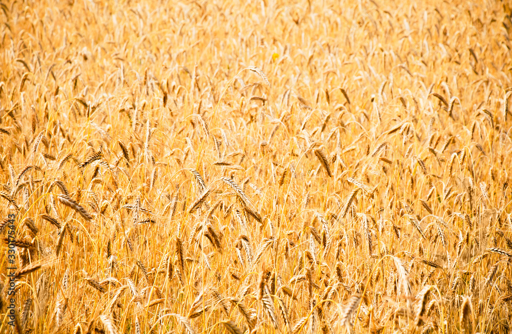 Golden Rye field Background, selective focus Golden Rye field Background, selective focus