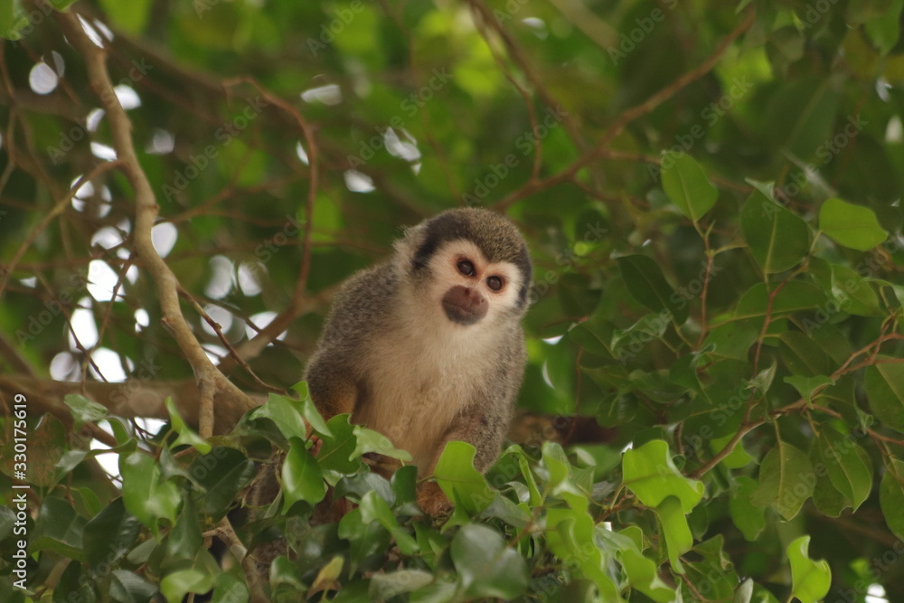 Monkey See Monkey See