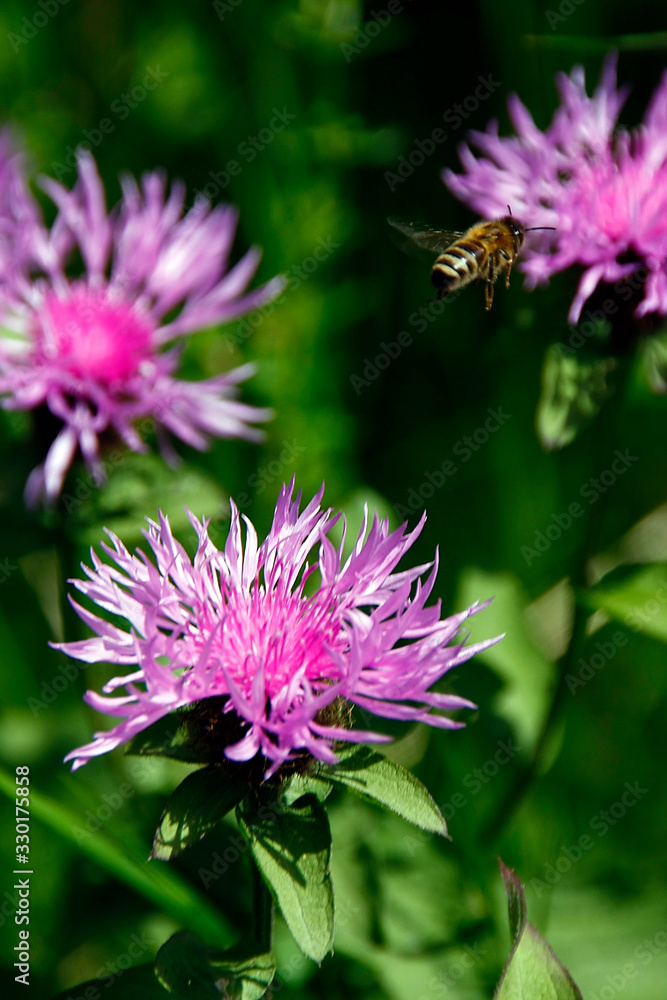 Bee, Apis, Blossom, Nectar, Honey, Thuringia, Germany, Europe Bee, Apis, Blossom, Nectar, Honey, Thuringia, Germany, Europe