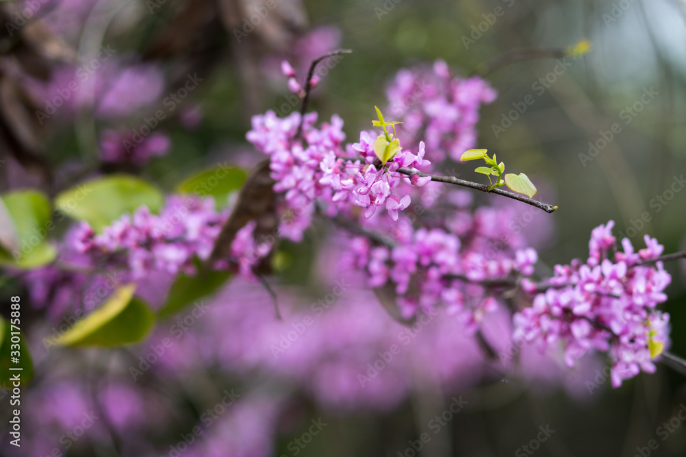 Fototapeta premium Flowers on tree branches in early spring.