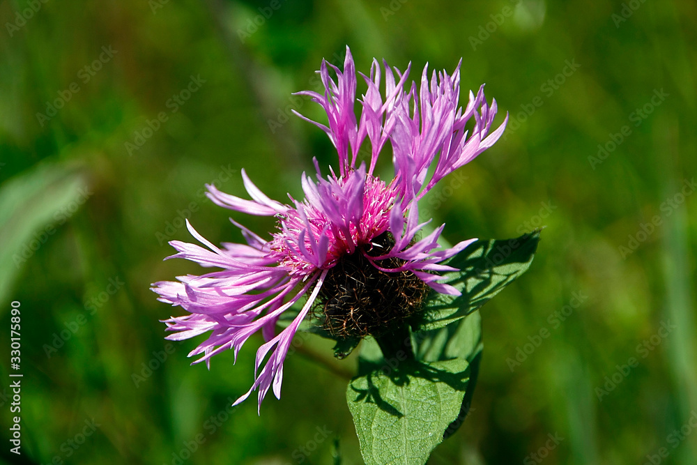 Blossom, Nectar, Knapweed, Centaura, Thuringia, Germany, Europe Blossom, Nectar, Knapweed, Centaura, Thuringia, Germany, Europe