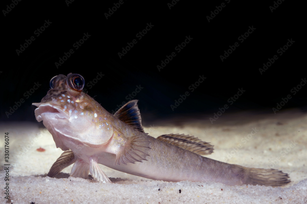 Atlantic mudskipper (Periophthalmus barbarus) in the aquarium Atlantic mudskipper (Periophthalmus barbarus) in the aquarium