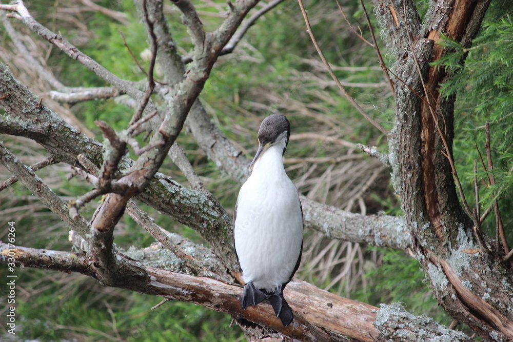 penguin on rock