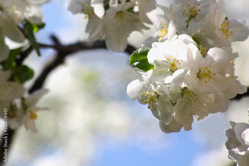 Obraz premium blossoming apple tree close-up on a sunny day on a blurry sky background