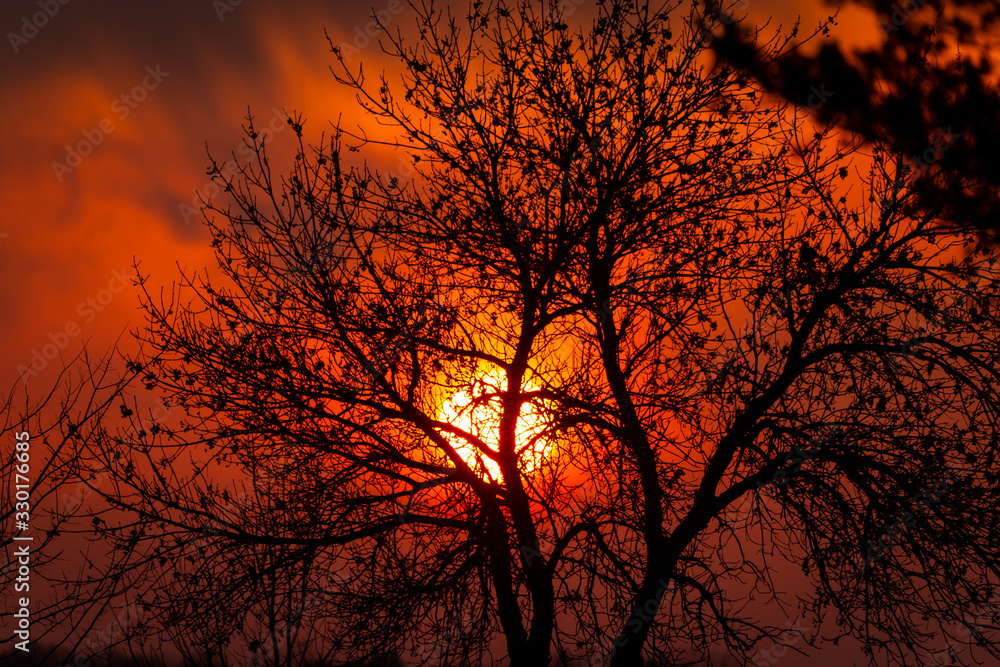 silhouette of tree at sunset silhouette of tree at sunset