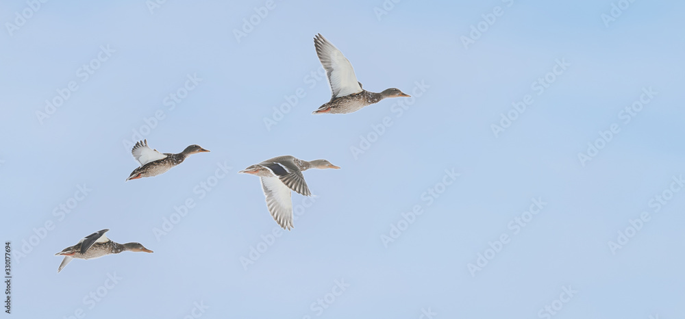 four wild ducks fly to the right forward, making multi-amplitude flaps of their wings, on the right there is a place for the text four wild ducks fly to the right forward, making multi-amplitude flaps of their wings, on the right there is a place for the text