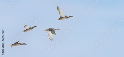 four wild ducks fly to the right forward, making multi-amplitude flaps of their wings, on the right there is a place for the text