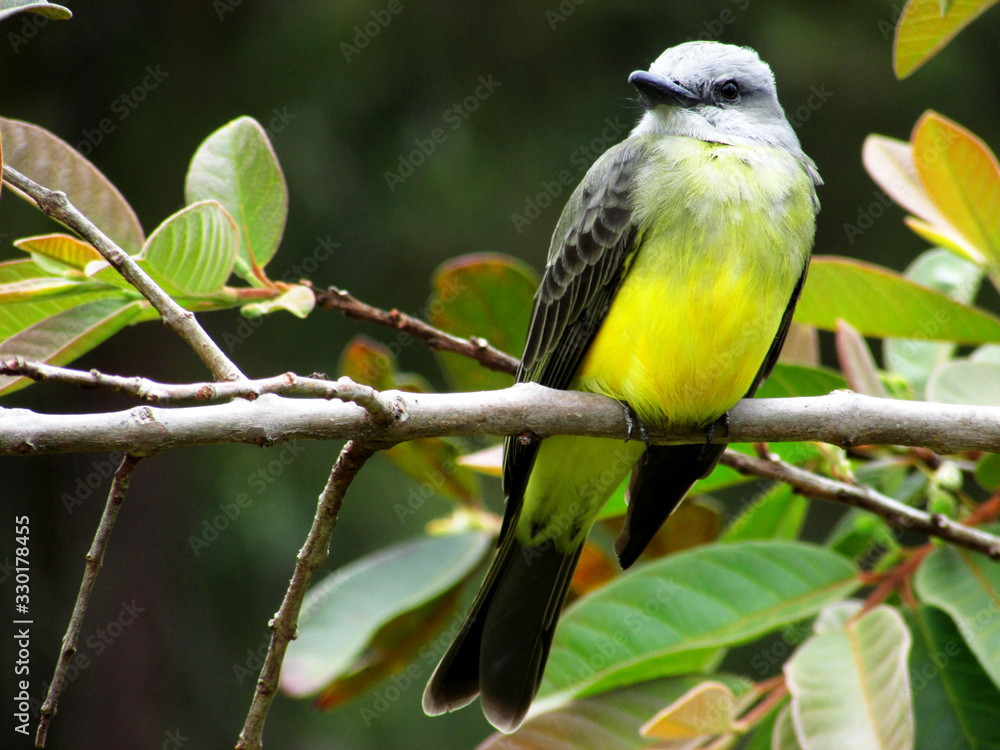 Fototapeta premium Pájaro sirirí