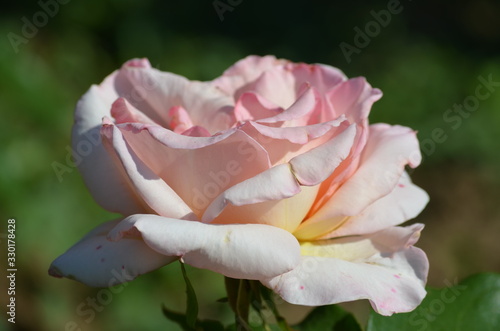 Fototapeta Naklejka Na Ścianę i Meble -  Close up of one large and delicate light pink rose in full bloom in a summer garden, in direct sunlight, with blurred green leaves, beautiful outdoor floral background photographed with soft focus