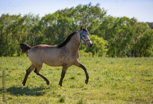Young stallion gallops in the meadows © Nadezhda
