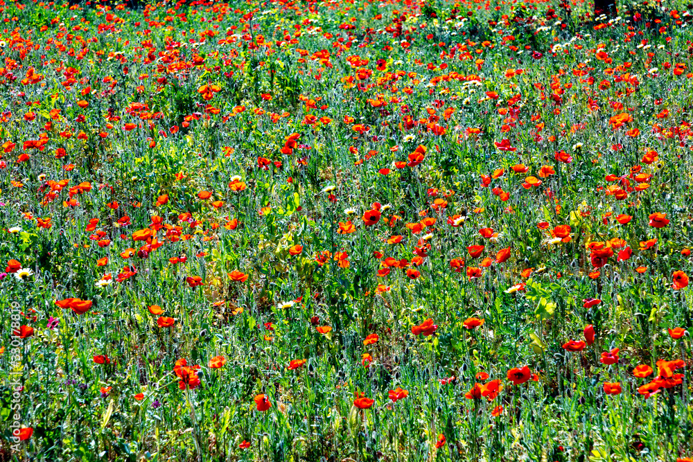 bright poppy flowers in red at the meadown in bright light