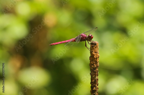 Libélula - dragonfly - libelinha - lava-bunda