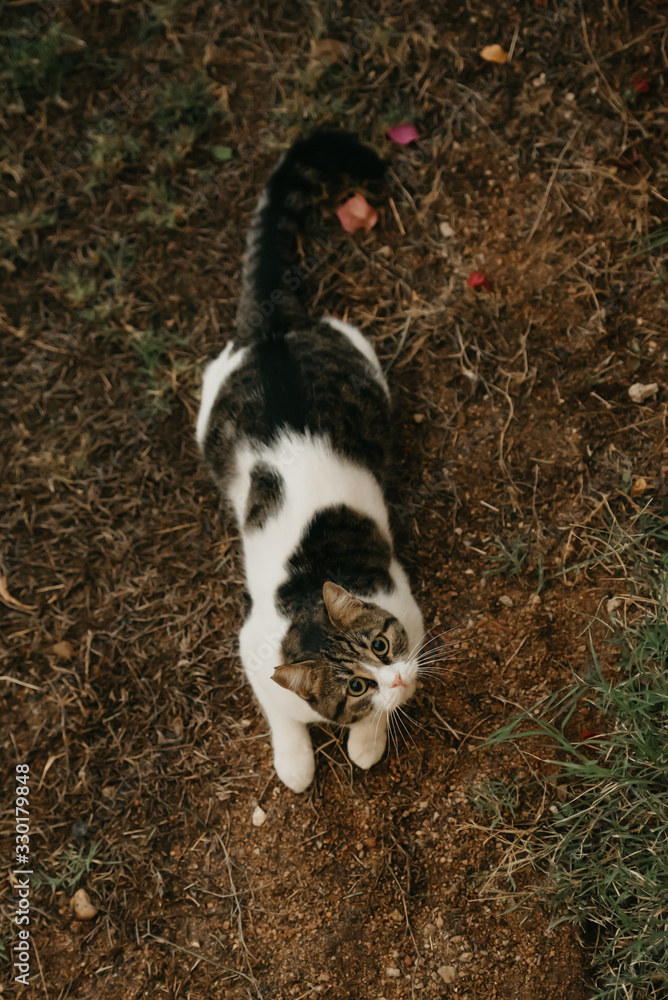 A cute kitty with gnawed ear lying on the ground and looking up A cute kitty with gnawed ear lying on the ground and looking up