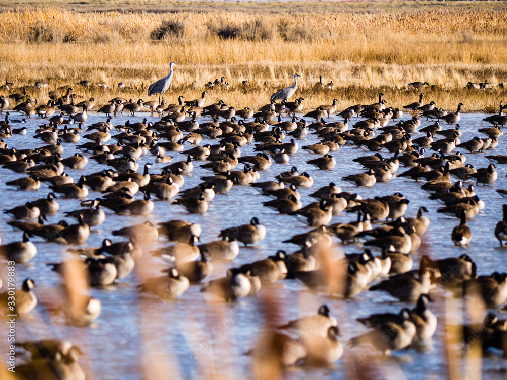 Fototapeta premium Sandhill Crane Migration at the Monte Vista National Wildlife Refuge
