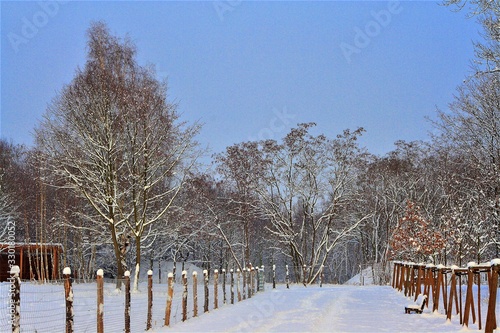 winter, schnee, baum, landschaft, erkältung, baum, natur, weiß, wald, himmel, frost, park, eis, blau, jahreszeit, schneebedeckt, road, gefroren, feld, szene, wetter, bäuerlich, day, weihnachten, ausse photo