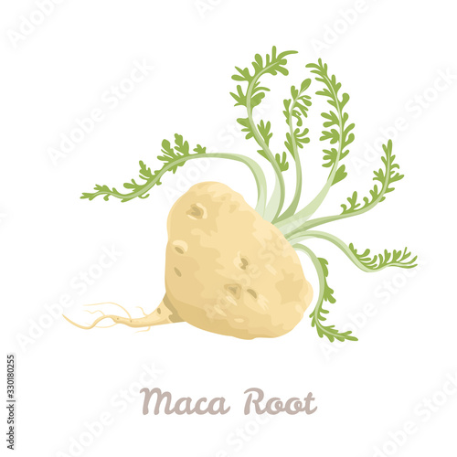 Maca root isolated on white background. Vector illustration  of Peruvian ginseng in cartoon flat style. Superfood, dietary supplement.