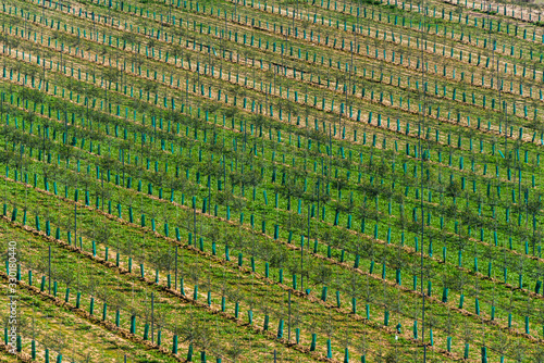 February 19, 2020 - Belianes-Preixana, Spain. A young olive plantation photographed with a tele-lens from a height. photo