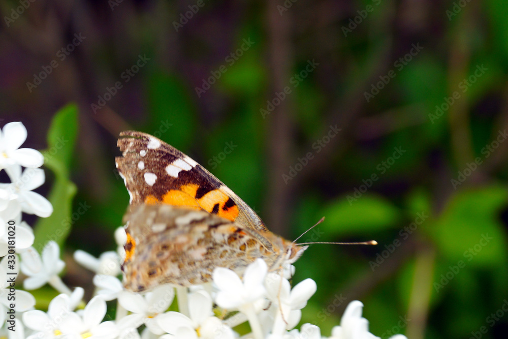 Obraz premium A bright orange butterfly collects pollen on a bush of white lilac.