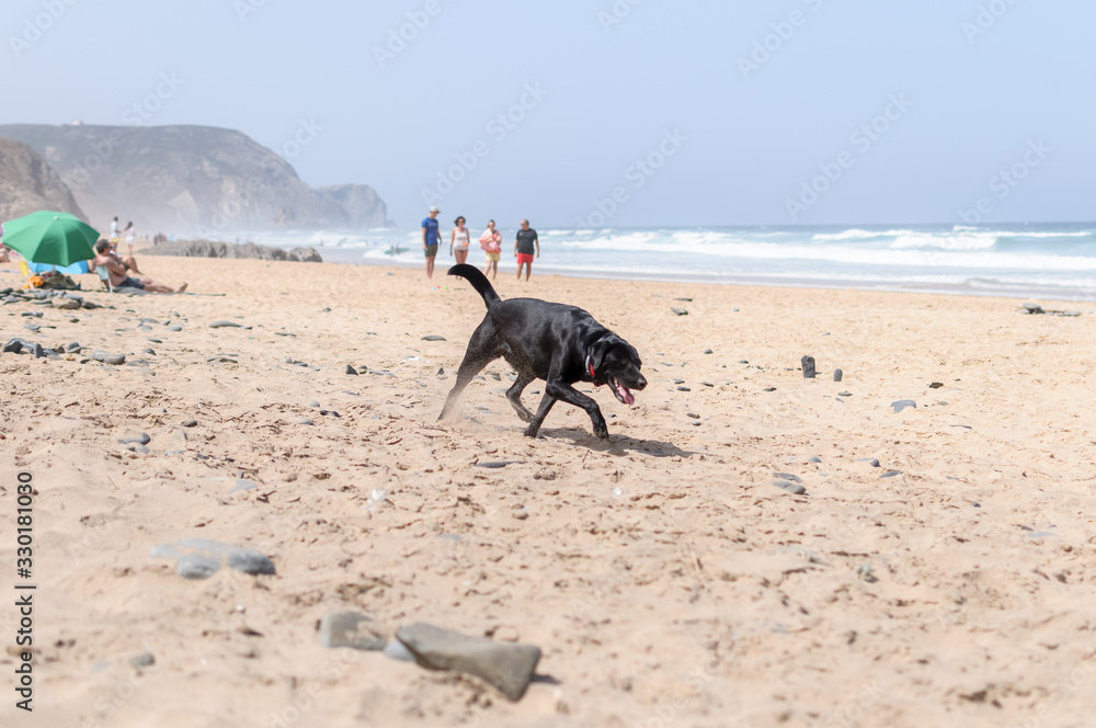 Perro labrador negro jugando en la playa Perro labrador negro jugando en la playa