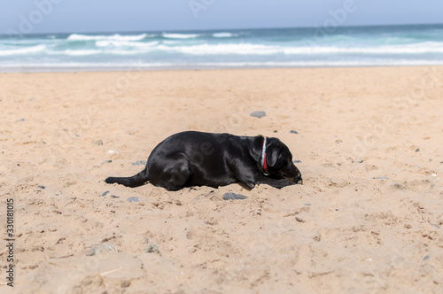 Perro labrador negro jugando en la playa