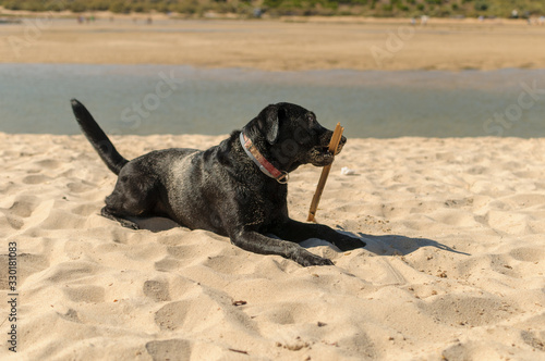 Perro labrador negro jugando en la playa © Jonás Torres