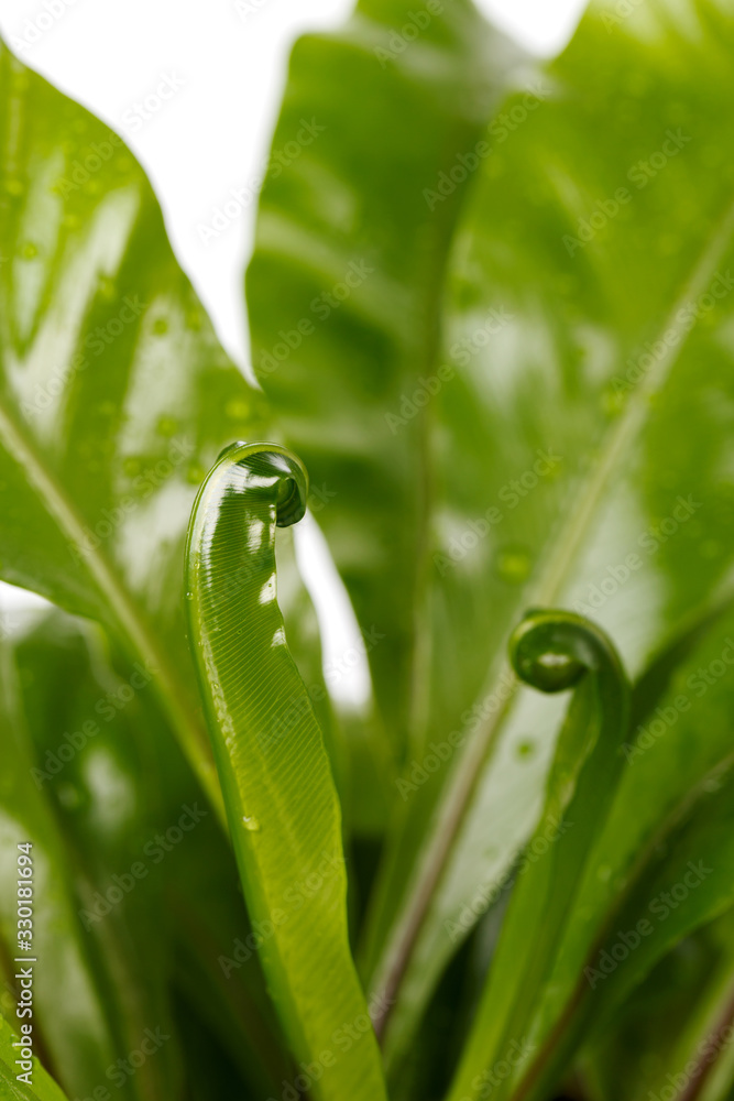 Fern Asplenium nidus Fern Asplenium nidus