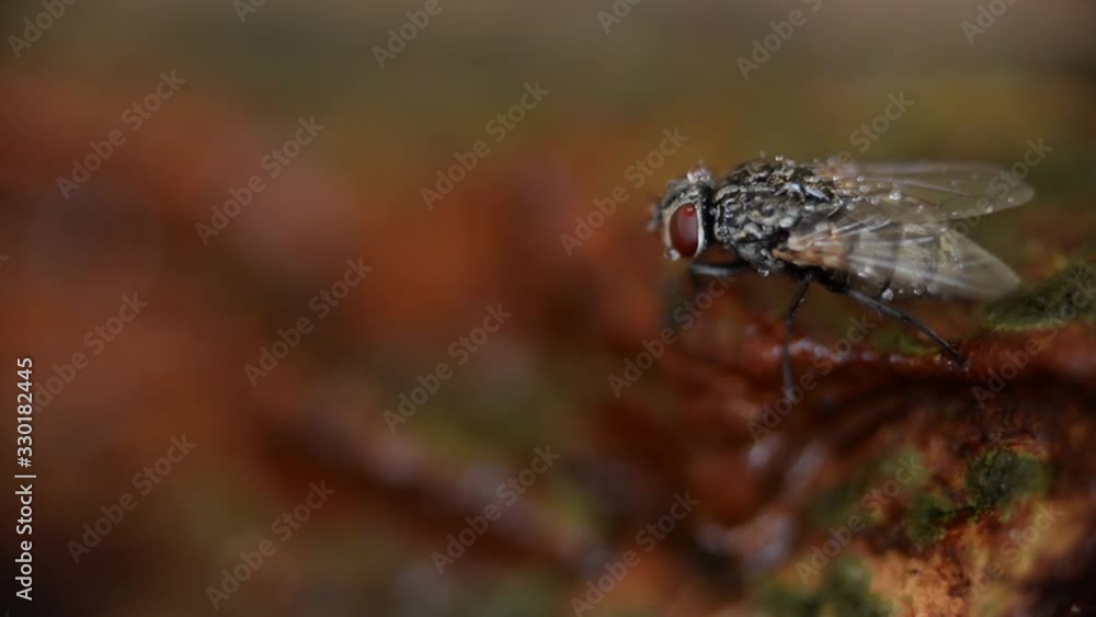 Extreme close-up of a wet fly rubbing its eyes with its legs Extreme close-up of a wet fly rubbing its eyes with its legs
