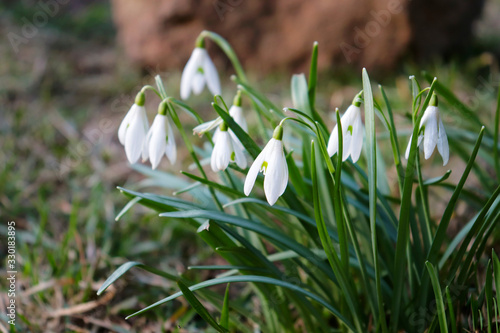 Blooming early spring snowdrop flowers. Selective focus.