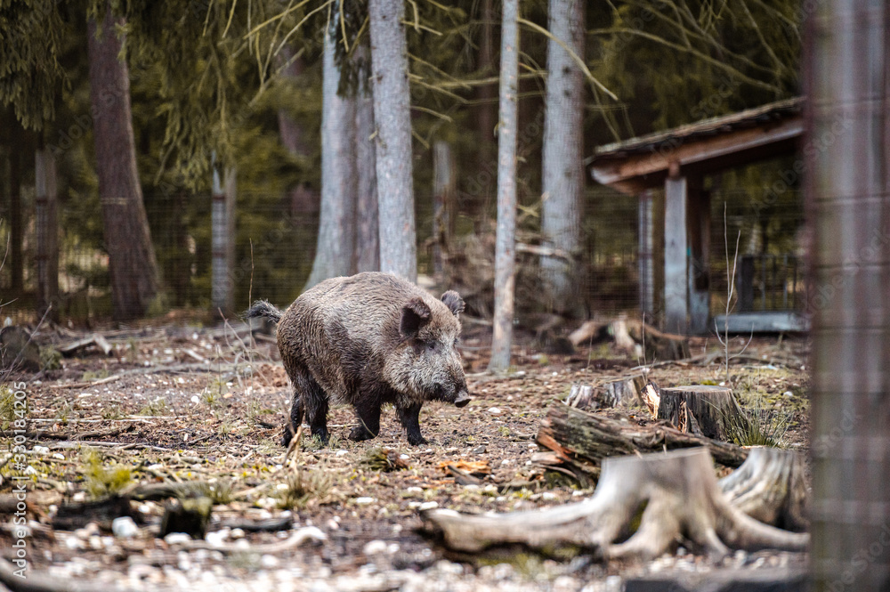 Wild boar (sus scrofa ferus) walking in forest. Wildlife in natural habitat Wild boar (sus scrofa ferus) walking in forest. Wildlife in natural habitat
