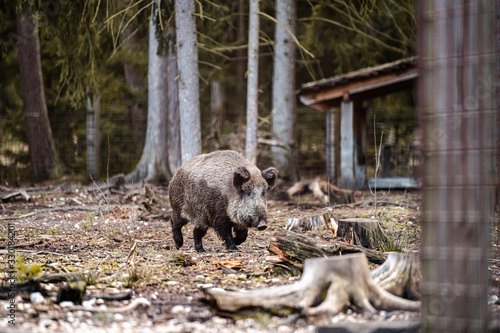 Wild boar  sus scrofa ferus  walking in forest. Wildlife in natural habitat