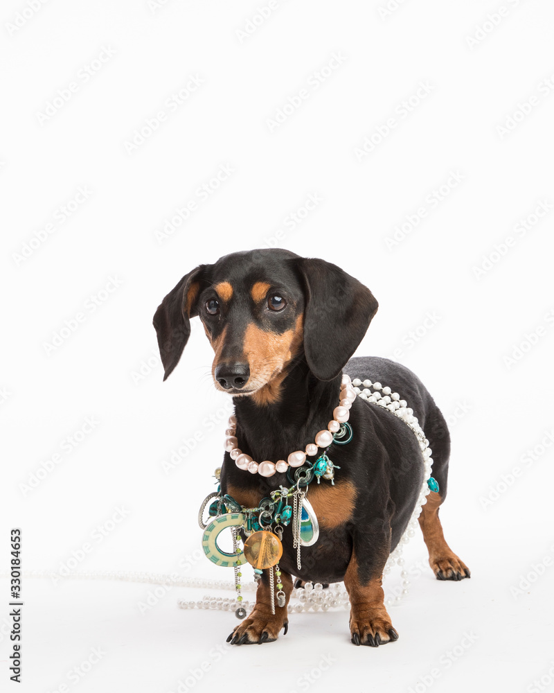 Small black and tan dachshund isolated on white in the studio with props