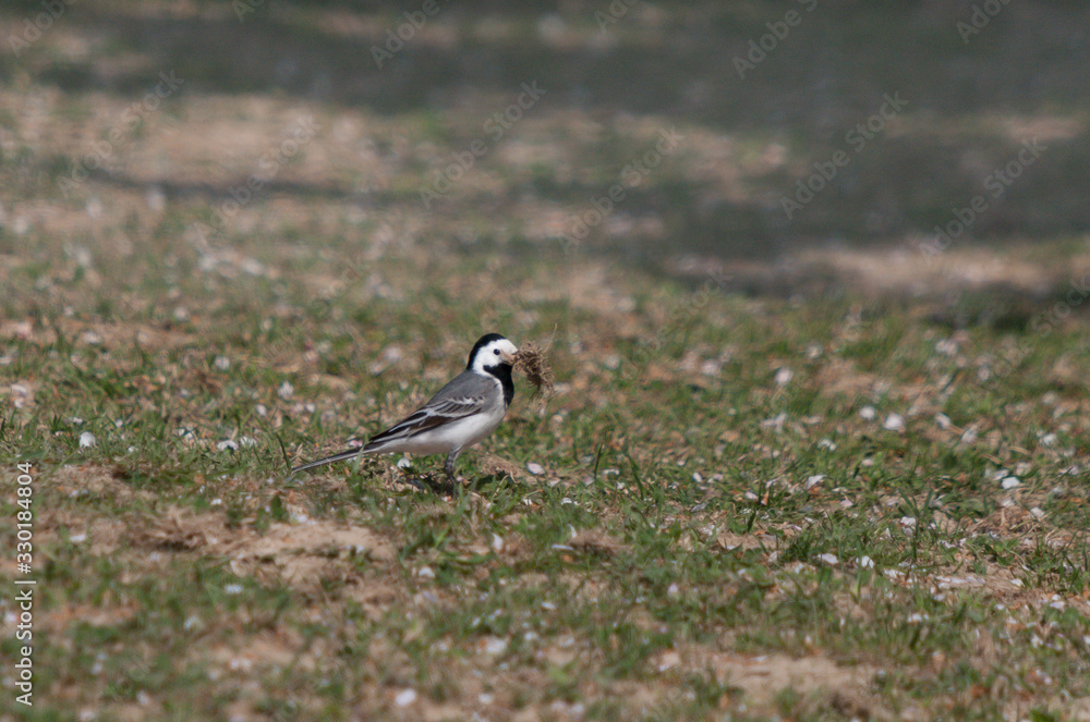 Obraz premium Bachstelze