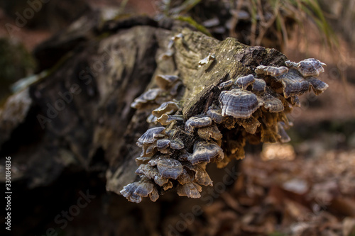 beautiful mushrooms on a fallen tree log