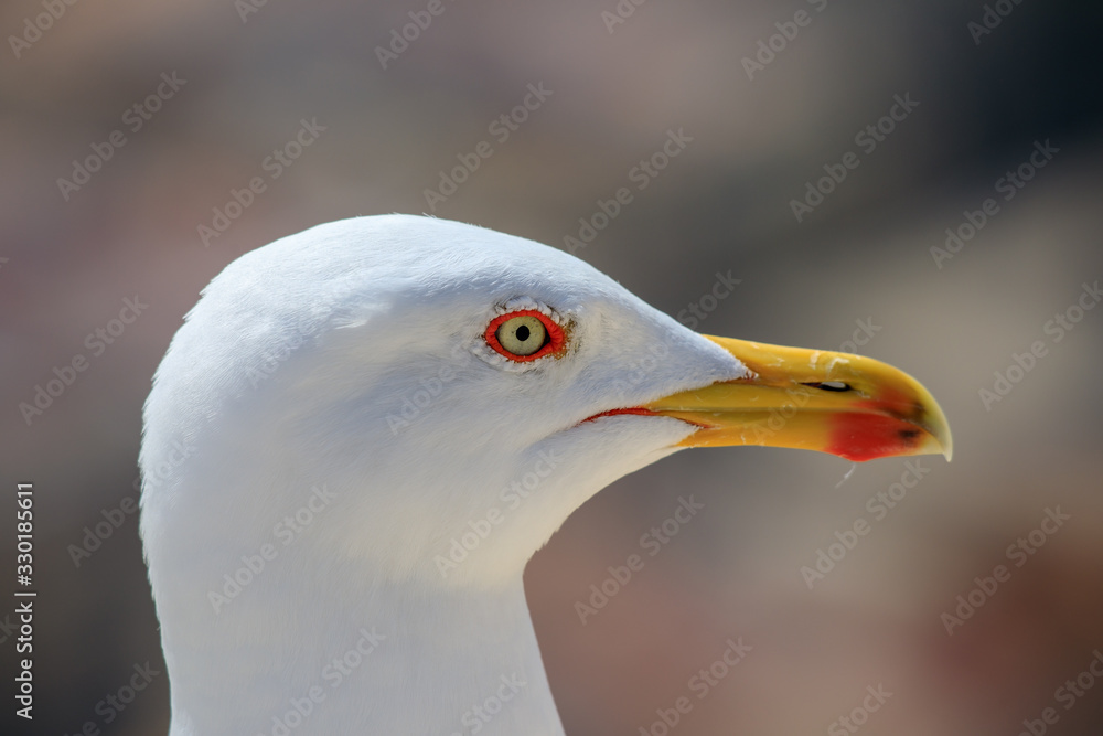 Closeup of the seagull head in Alicante, Spain Closeup of the seagull head in Alicante, Spain
