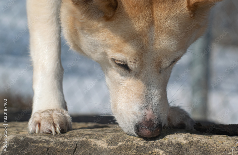 dog sniffing dog sniffing