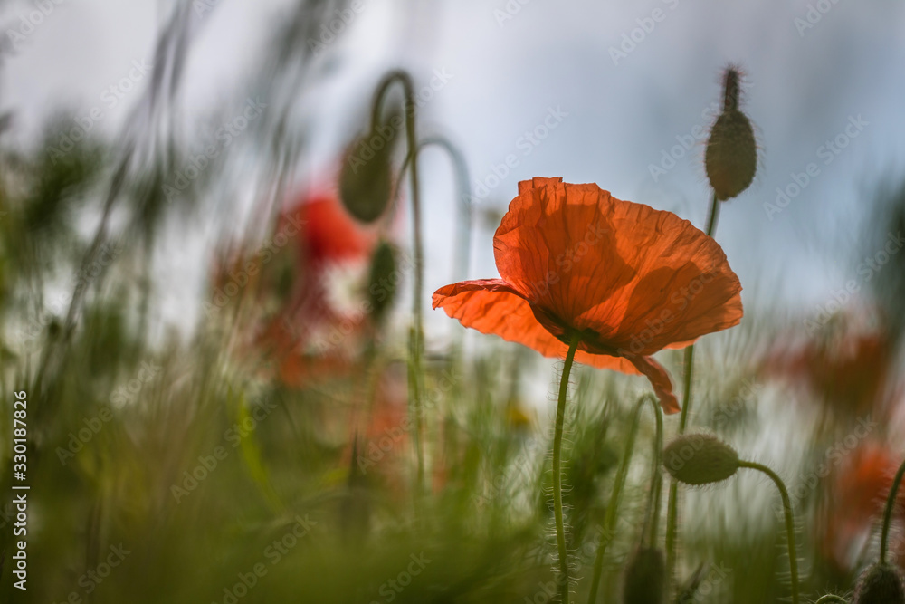 Obraz premium Klatschmohn