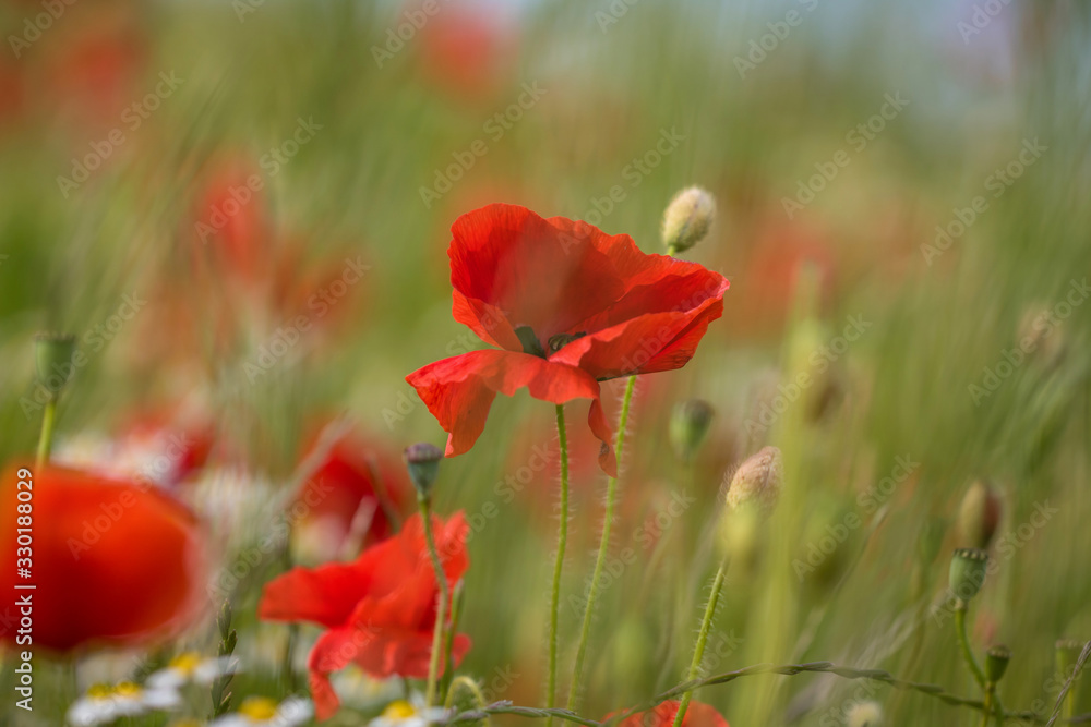 Obraz premium Klatschmohn