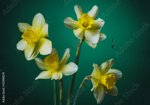 Fototapeta Naklejka Na Ścianę i Meble -  Narcissus flowers on black and colored backgrounds with water drops and particles