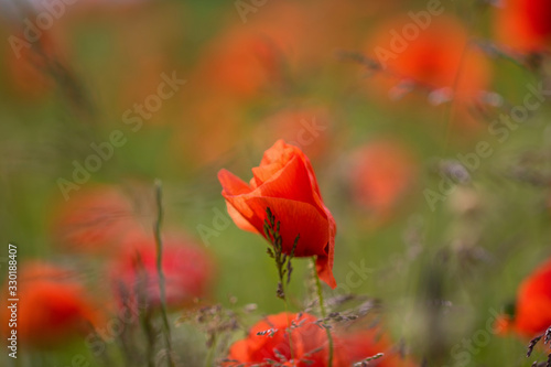 Klatschmohn