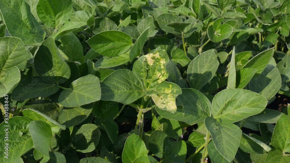 Zoom out video of Septoria fungus disease at soy bean plant leaves in field Zoom out video of Septoria fungus disease at soy bean plant leaves in field