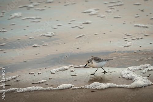 Shore bird