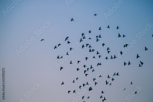 birds are flying © Zehra