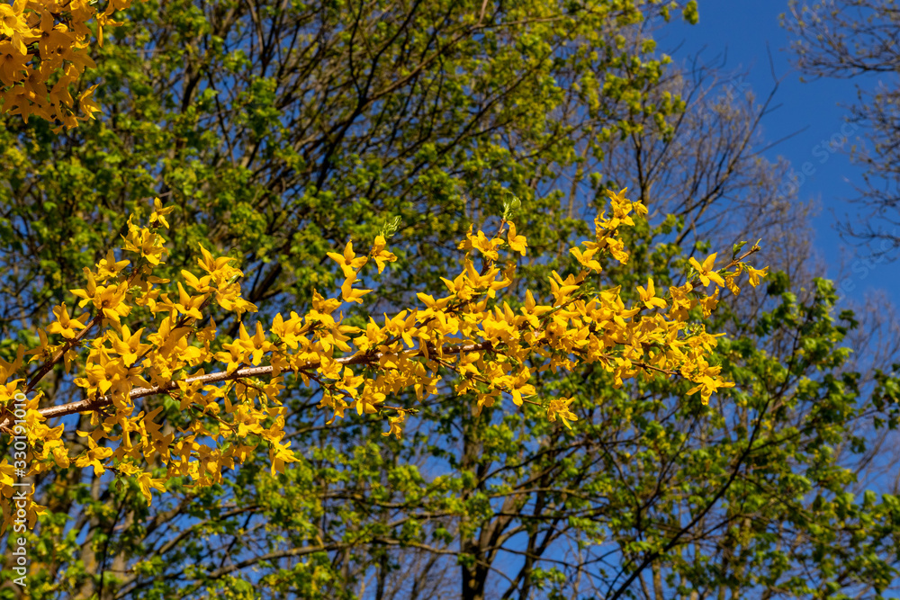 Forsythia flowers in front,  trees and blue sky. Golden Bell, Border Forsythia (Forsythia x intermedia, europaea) blooming in spring garden bush.