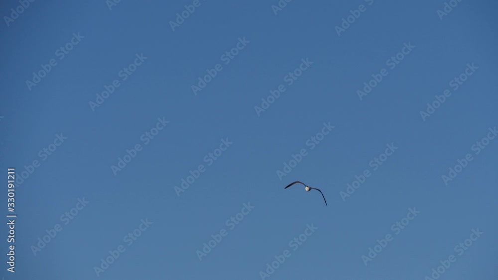 Seagull flying in blue sky. Seabird flapping flight over sea Seagull flying in blue sky. Seabird flapping flight over sea