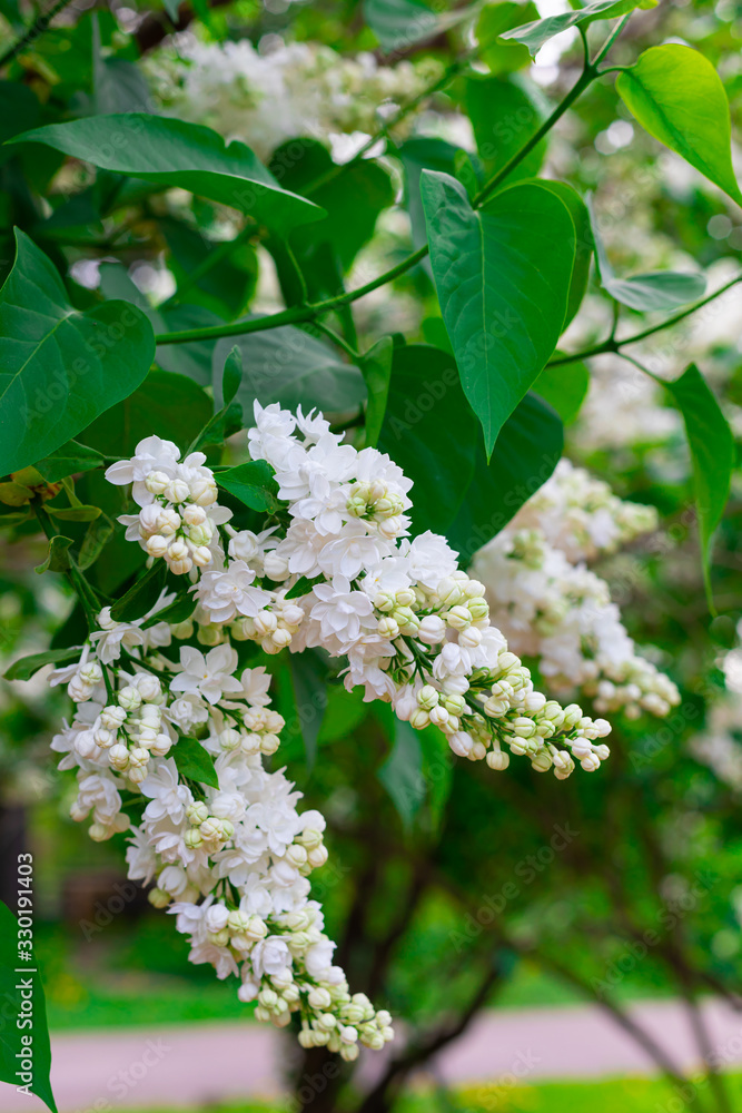Fresh white lilac branches on the sunshine beam background, copyspace, selective focus Fresh white lilac branches on the sunshine beam background, copyspace, selective focus