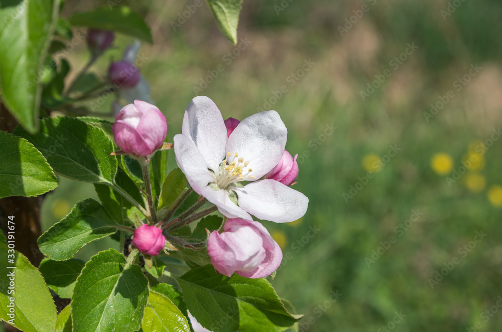 Obraz premium blooming apple tree in spring