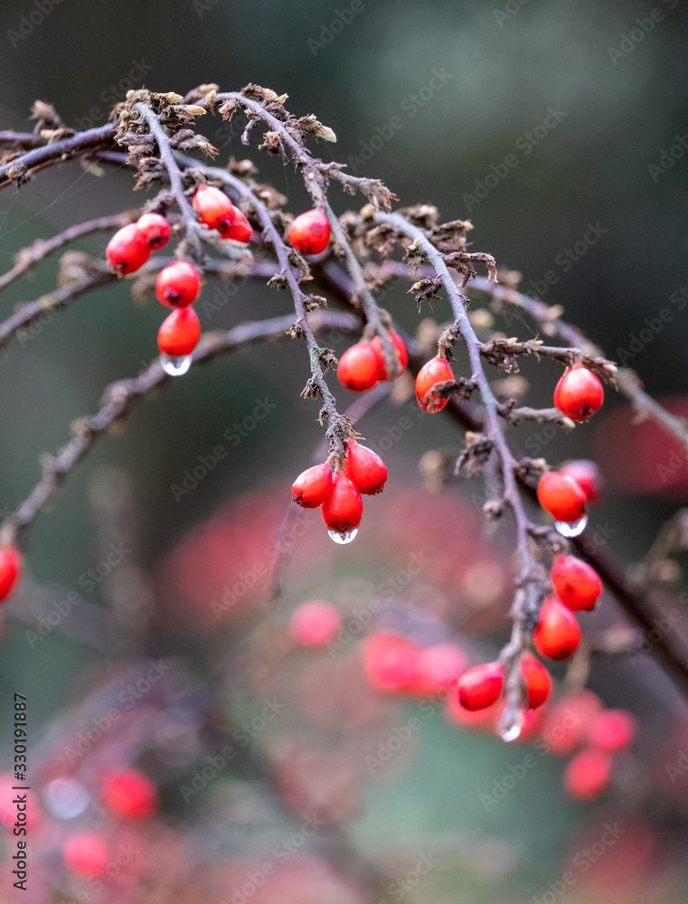 Red berries photographed after a rain fall in the Botanical Gardens, Gotheburg, Sweden.