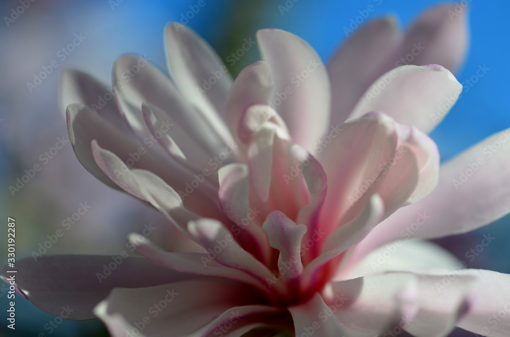 Blüte einer Sternmagnolie Blüte einer Sternmagnolie