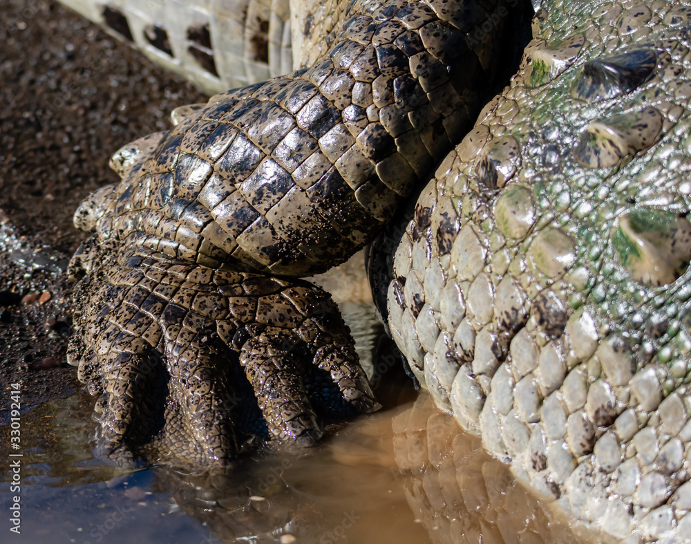 Naklejka premium closeup of the back foot of a crocodile on the bank of the Tarcoles river in Costa Rica